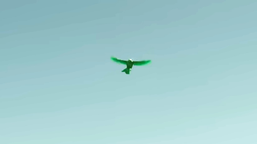 Hal Jordan Bird